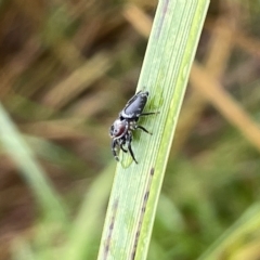 Opisthoncus grassator at Watson, ACT - 23 Mar 2023 02:12 PM