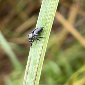 Opisthoncus grassator at Watson, ACT - 23 Mar 2023 02:12 PM