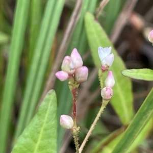 Persicaria praetermissa at Braidwood, NSW - 22 Mar 2023