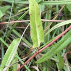 Persicaria praetermissa at Braidwood, NSW - 22 Mar 2023