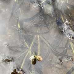 Potamogeton ochreatus (Blunt Pondweed) at Bendoura, NSW - 22 Mar 2023 by JaneR