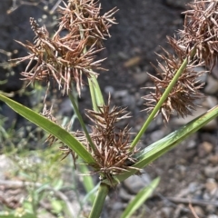 Cyperus lucidus (Leafy Flat Sedge) at Krawarree, NSW - 22 Mar 2023 by JaneR