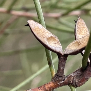 Hakea microcarpa at Krawarree, NSW - 22 Mar 2023