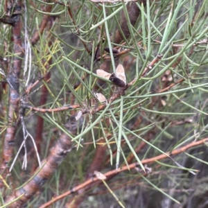 Hakea microcarpa at Krawarree, NSW - 22 Mar 2023