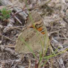 Junonia villida (Meadow Argus) at Kambah, ACT - 22 Mar 2023 by MatthewFrawley