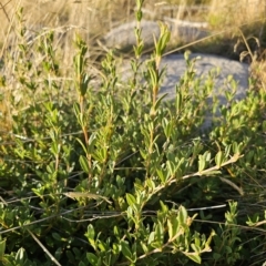 Podolobium alpestre at Cabramurra, NSW - 23 Mar 2023