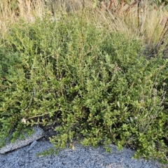 Podolobium alpestre at Cabramurra, NSW - 23 Mar 2023