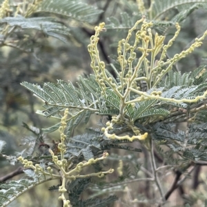 Acacia dealbata at Krawarree, NSW - 22 Mar 2023