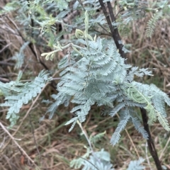 Acacia dealbata at Krawarree, NSW - 22 Mar 2023