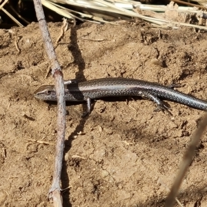 Lampropholis guichenoti at Wambrook, NSW - 23 Mar 2023 04:18 PM