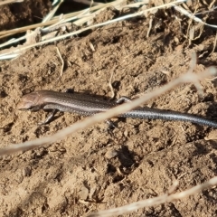 Lampropholis guichenoti at Wambrook, NSW - 23 Mar 2023 04:18 PM