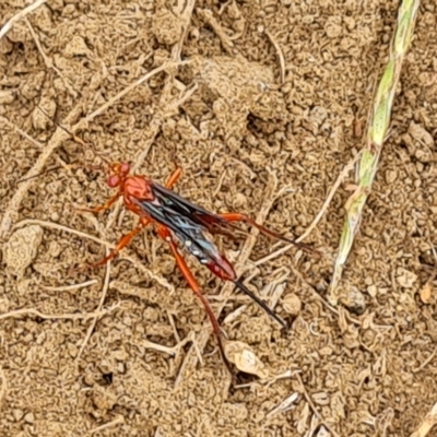 Lissopimpla excelsa (Orchid dupe wasp, Dusky-winged Ichneumonid) at Wambrook, NSW - 23 Mar 2023 by Mike