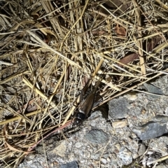 Teleogryllus commodus (Black Field Cricket) at Holt, ACT - 22 Mar 2023 by JimL