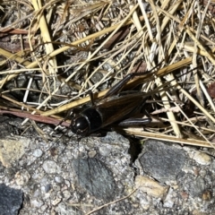 Teleogryllus commodus at Holt, ACT - 22 Mar 2023 08:34 PM