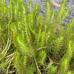 Myriophyllum variifolium at Braidwood, NSW - 22 Mar 2023