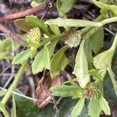 Centipeda elatinoides (Prostrate Sneezeweed) at Krawarree, NSW - 22 Mar 2023 by JaneR