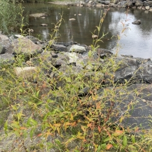 Persicaria hydropiper at Bendoura, NSW - 22 Mar 2023