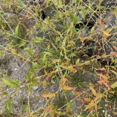 Persicaria hydropiper at Bendoura, NSW - 22 Mar 2023