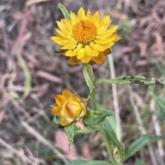 Xerochrysum bracteatum (Golden Everlasting) at Krawarree, NSW - 22 Mar 2023 by JaneR