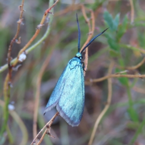 Pollanisus viridipulverulenta at Kambah, ACT - 22 Mar 2023