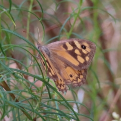 Geitoneura klugii at Kambah, ACT - 22 Mar 2023