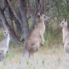 Macropus giganteus (Eastern Grey Kangaroo) at Undefined Area - 22 Mar 2023 by MatthewFrawley