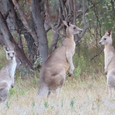 Macropus giganteus (Eastern Grey Kangaroo) at Mount Taylor - 22 Mar 2023 by MatthewFrawley