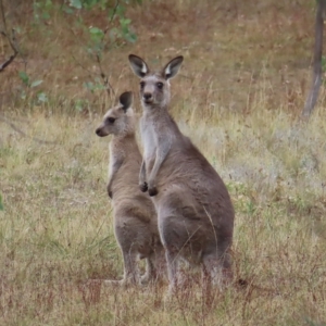 Macropus giganteus at Undefined Area - 22 Mar 2023 05:00 PM