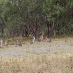 Macropus giganteus at Undefined Area - 22 Mar 2023 05:00 PM