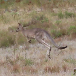 Macropus giganteus at Undefined Area - 22 Mar 2023 05:00 PM