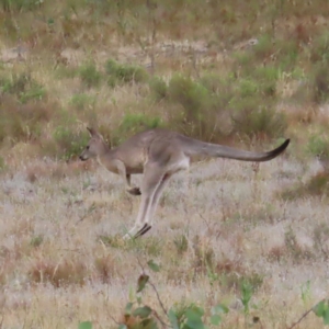 Macropus giganteus at Undefined Area - 22 Mar 2023 05:00 PM