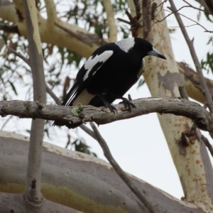 Gymnorhina tibicen at Kambah, ACT - 22 Mar 2023