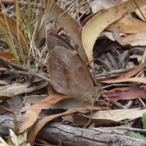 Heteronympha merope at Kambah, ACT - 22 Mar 2023 05:13 PM