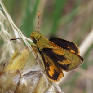 Ocybadistes walkeri at Kambah, ACT - 22 Mar 2023 05:23 PM