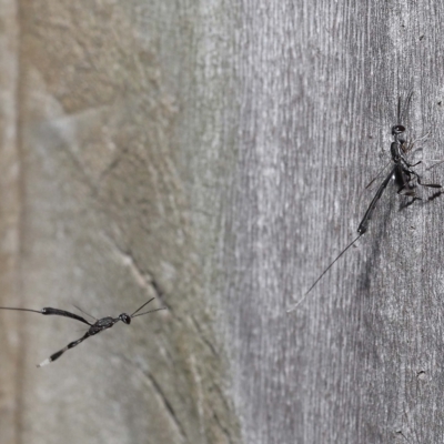 Gasteruptiidae (Family) (Carrot Wasps) at Wellington Point, QLD - 18 Mar 2023 by TimL