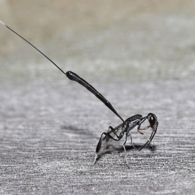 Gasteruptiidae (Family) (Carrot Wasps) at Wellington Point, QLD - 18 Mar 2023 by TimL