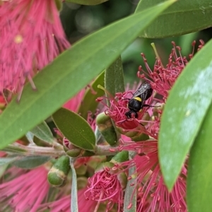 Hylaeus (Hylaeorhiza) nubilosus at Holder, ACT - 14 Mar 2023