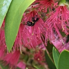 Hylaeus (Hylaeorhiza) nubilosus at Holder, ACT - 14 Mar 2023