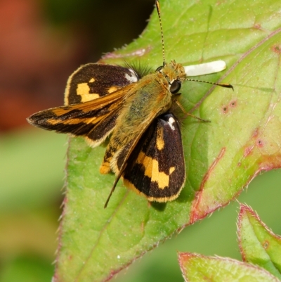 Ocybadistes walkeri (Green Grass-dart) at Downer, ACT - 24 Mar 2023 by RobertD