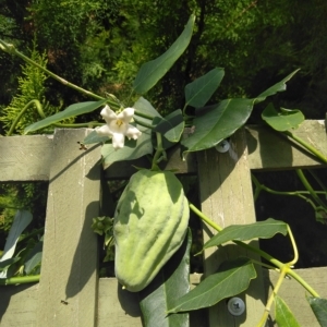 Araujia sericifera at Evatt, ACT - 24 Mar 2023