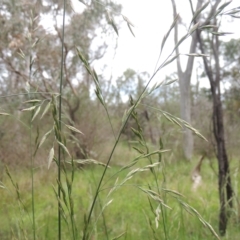 Bromus catharticus (Prairie Grass) at Bruce, ACT - 30 Oct 2022 by michaelb