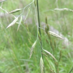 Bromus catharticus at Bruce, ACT - 30 Oct 2022 02:09 PM