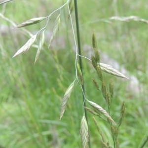 Bromus catharticus at Bruce, ACT - 30 Oct 2022