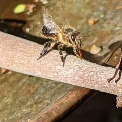 Apis mellifera (European honey bee) at Phillip, ACT - 19 Mar 2023 by stofbrew
