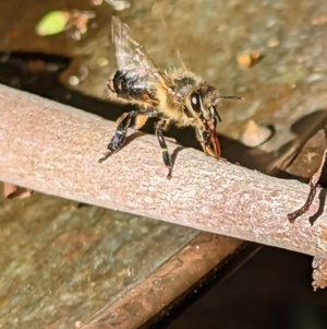 Apis mellifera at Phillip, ACT - 19 Mar 2023