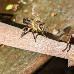 Apis mellifera at Phillip, ACT - 19 Mar 2023