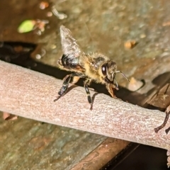 Apis mellifera at Phillip, ACT - 19 Mar 2023