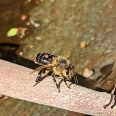 Apis mellifera at Phillip, ACT - suppressed