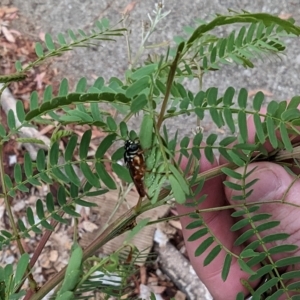 Pergagrapta sp. (genus) at Phillip, ACT - 23 Mar 2023