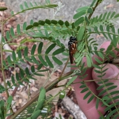 Pergagrapta sp. (genus) at Phillip, ACT - 23 Mar 2023